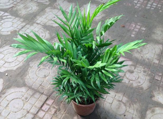 盆栽椰子叶子发黄怎么办,幸福椰子叶片发黄