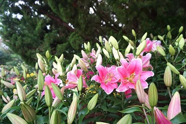 大连重阳节旅游攻略,大连九月秋游攻略