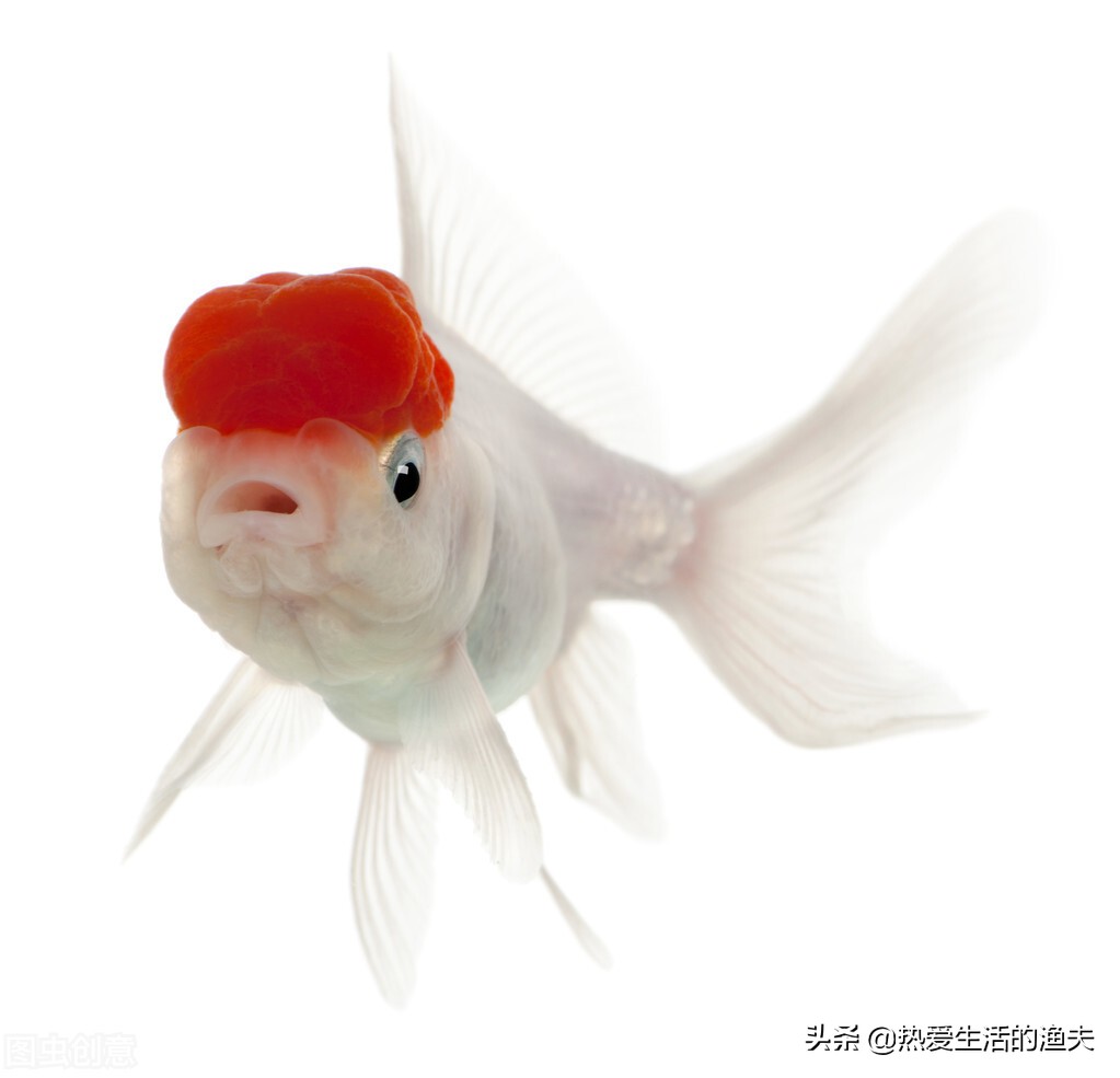 金鱼和锦鲤哪种好养些,养金鱼是锦鲤好还是草金鱼好