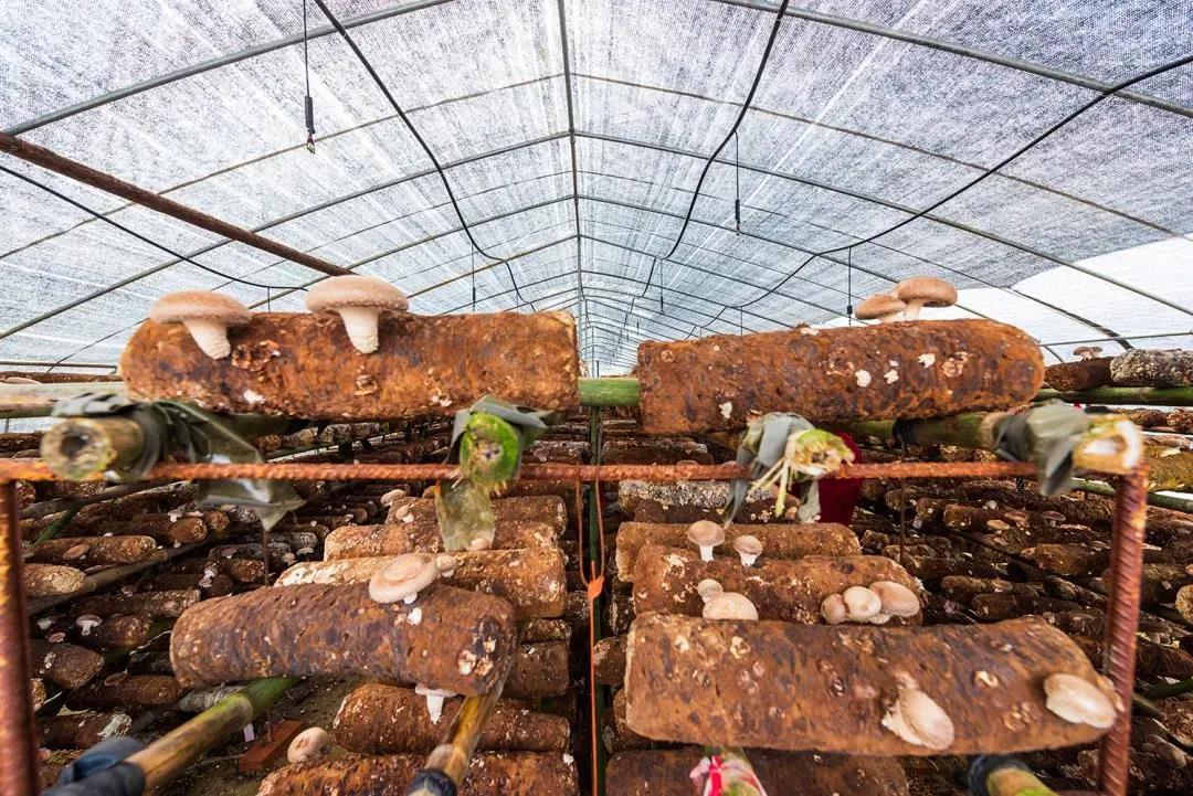 一颗白菜卖60多块钱！拯救韩国人今年的餐桌，全靠山东寿光了