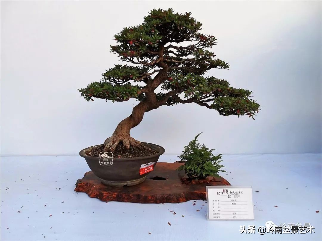 文人杂木盆景精品欣赏,可以做盆景的杂木图片大全