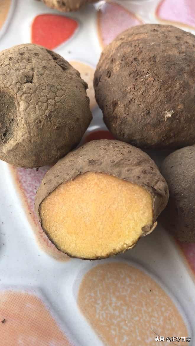 珠芽魔芋市场行情,珠芽魔芋与花魔芋优缺点对比