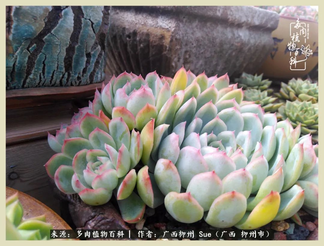 艳阳高照凉爽贵州，我要勤快地捕捉美好！（二）