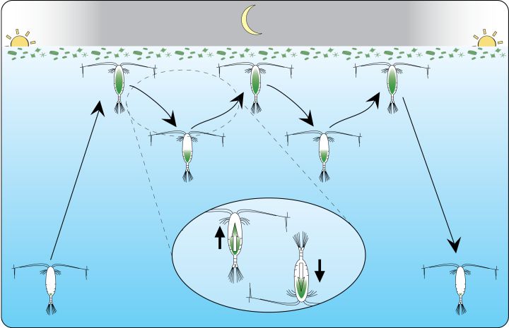 蓝鲸的进化史是什么,脆弱的巨人蓝鲸