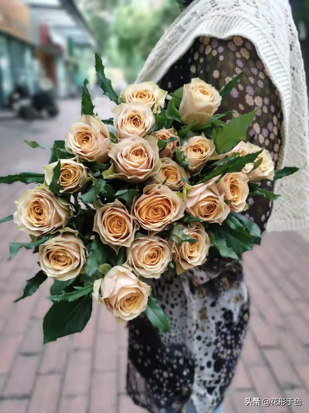 玫瑰花品鉴介绍,带你认识玫瑰品种