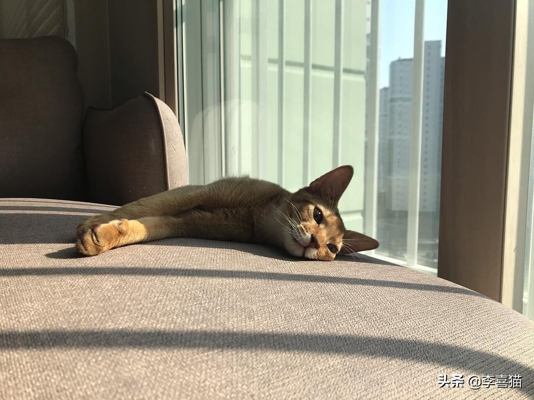 猫咪喂猫粮还抓老鼠吗,猫咪是天生会抓老鼠吗要不要教