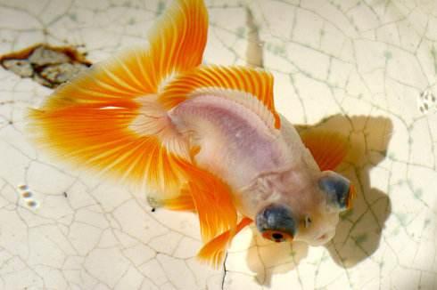 草金鱼可以和其他品种金鱼混养吗,鹅头红金鱼和珍珠金鱼可以混养吗