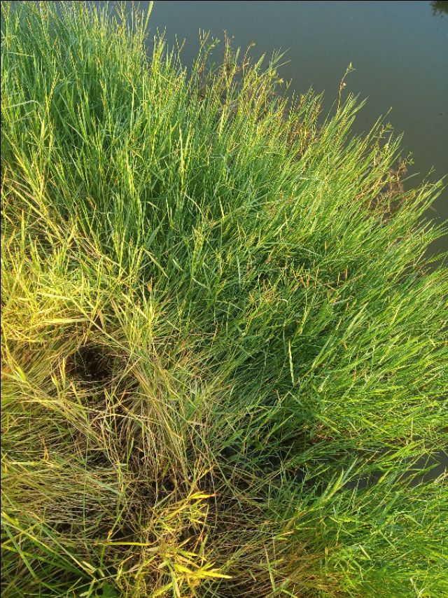 小龙虾打洞越多越好吗,小龙虾是不是一年四季都打洞