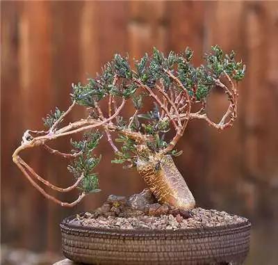 多肉大师手绘花盆,多肉顶级玩家