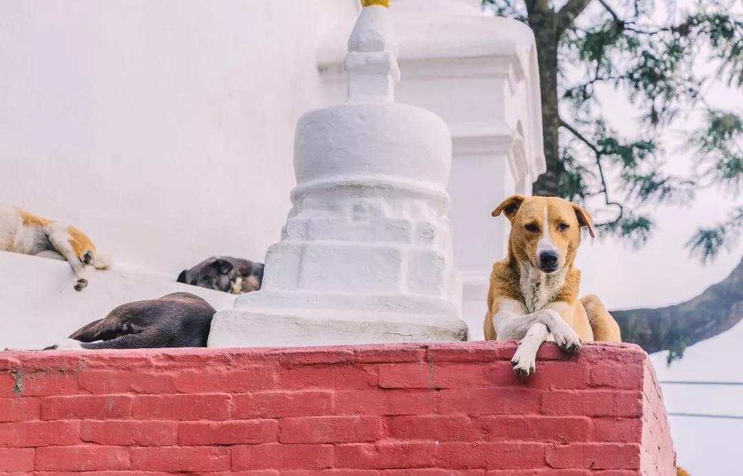 这个微笑国度，见人就夸漂亮，300元就能在天空滑翔