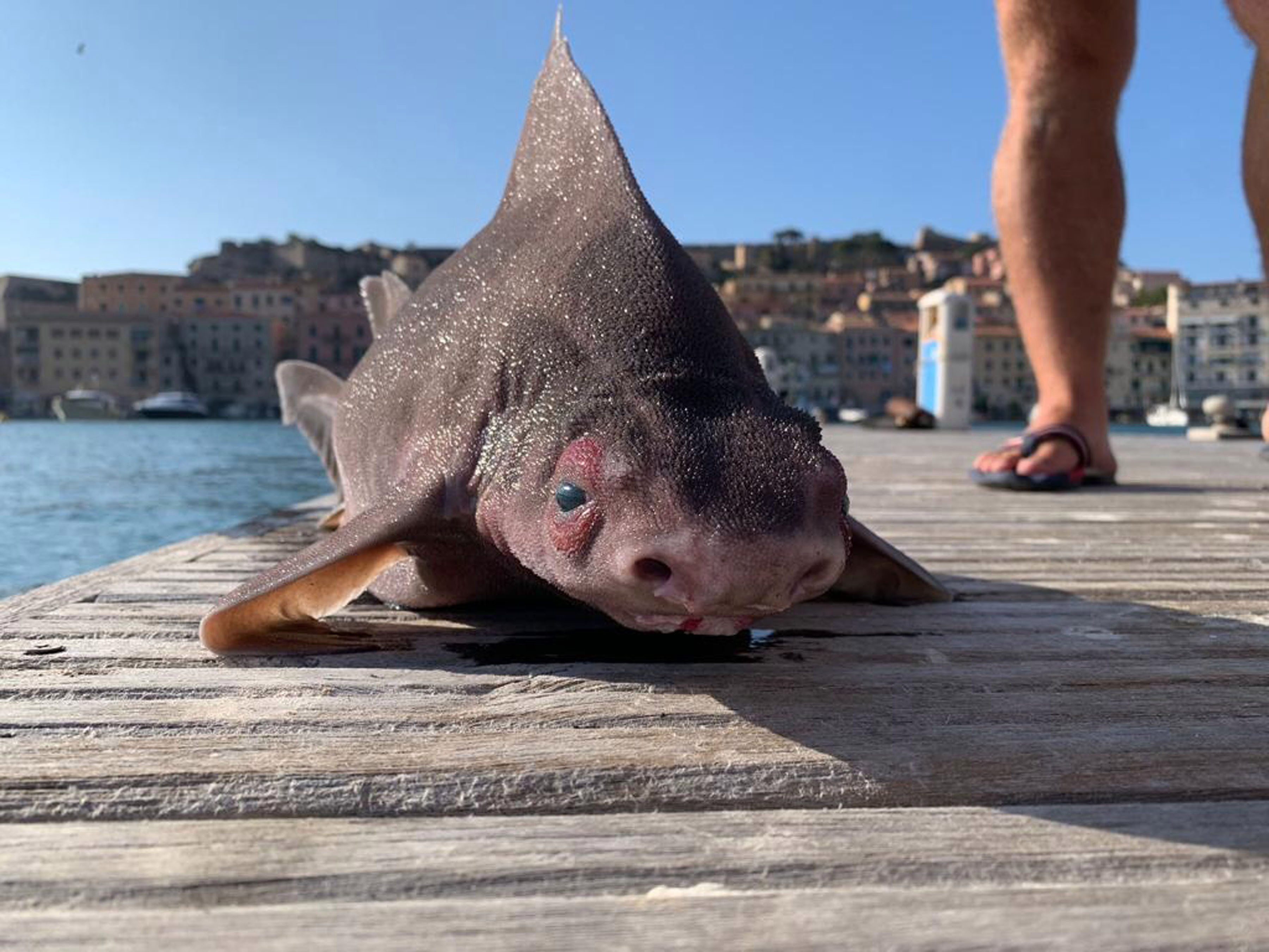 科学家发现海猪,意大利海域出现神秘生物