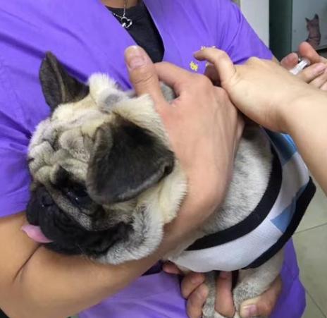 巴哥犬多少钱一只法斗,想买一只成年巴哥犬