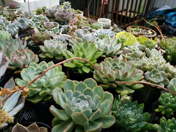 适合栽在庭院的多肉,庭院地栽多肉设计