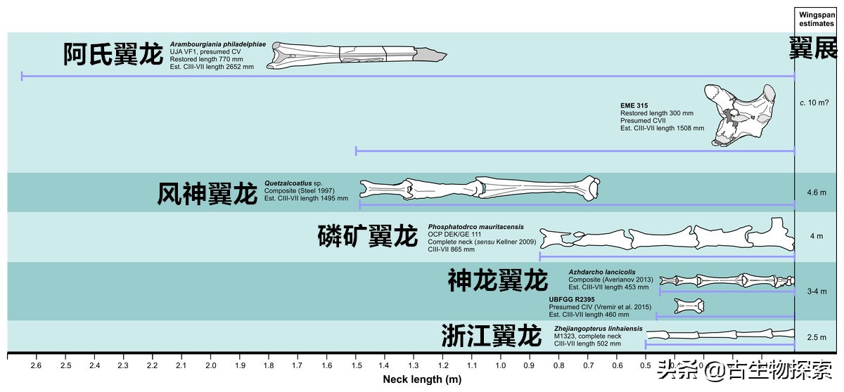 巨型翼龙视频,超大型翼龙
