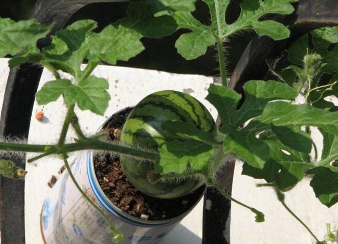 姘存灉鏋滄牳涓嶈鎵旂泦鏍界璧锋潵,涓夌姘存灉绫戒笉鑳芥斁鐩嗛噷