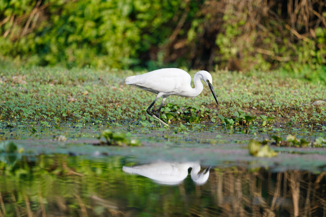 野生独角兽,哪里找得到独角兽动物