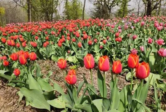 西安郁金香打卡地,去西安哪种郁金香最好