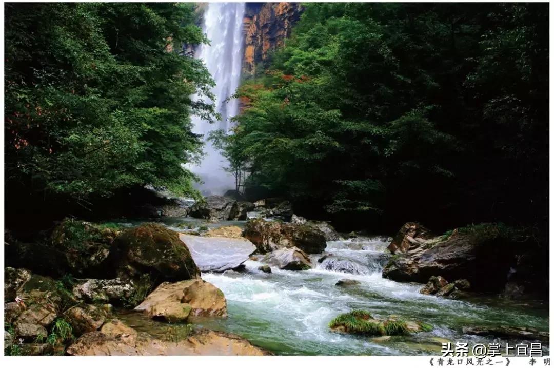 松子榛子,榛子东北榛子