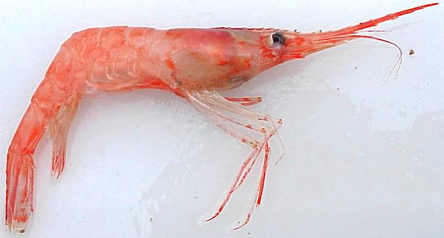 虾说，这是一篇让你不仅会吃，还会认……一文解决“虾”认识