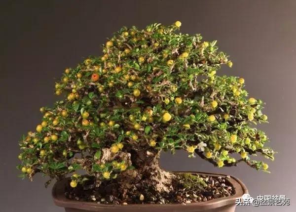 天生好养的36种盆景植物,好养的大盆景植物推荐