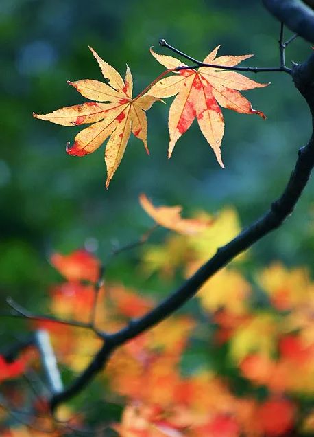 秋季落叶绝美诗句带赏析,有关秋天黄叶的诗句古诗词