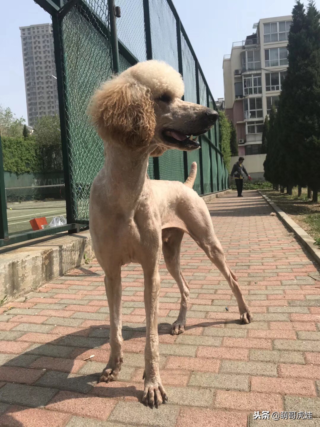 巨型贵宾犬剃完毛毛是什么样子的,巨型贵宾犬多大就能剪毛