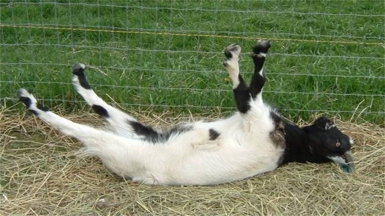 动物界十大碰瓷高手,动物界碰瓷高手视频