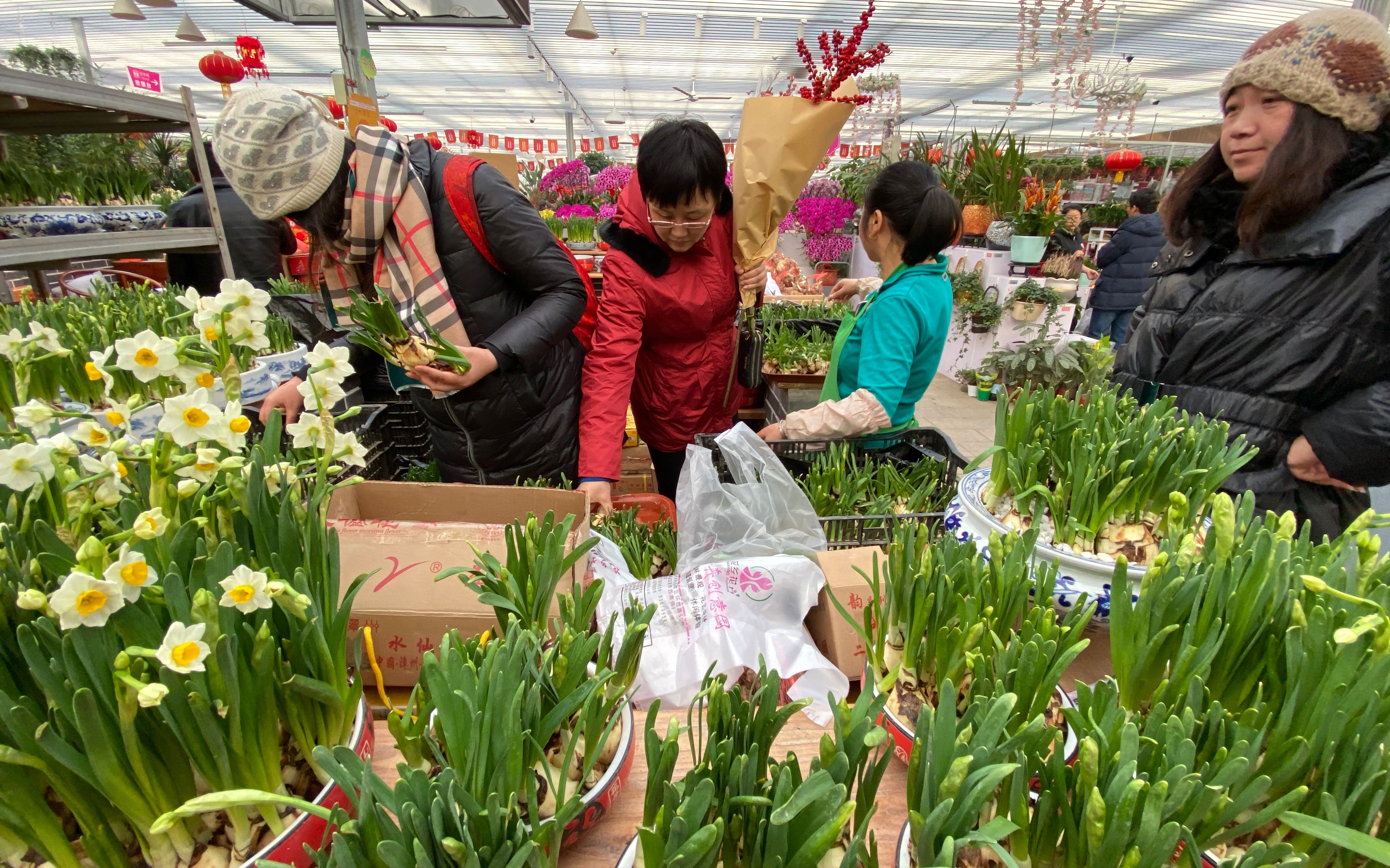 北京年宵花产业介绍,北京年宵花产业源头