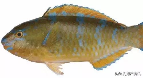 科普海洋鱼类知识儿童,海洋鱼类科普大全图解