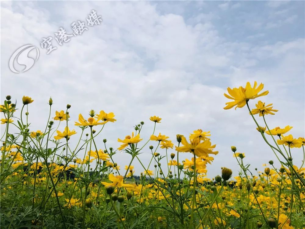 成都空港花田什么时候去最好看,双流空港花田这两天去好耍不