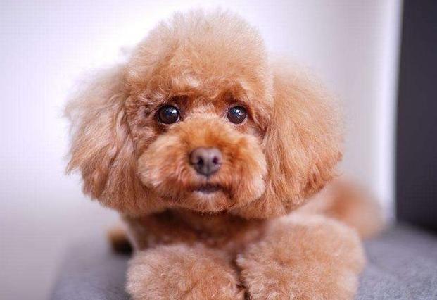 养泰迪对身体的好处,养泰迪的好处和坏处