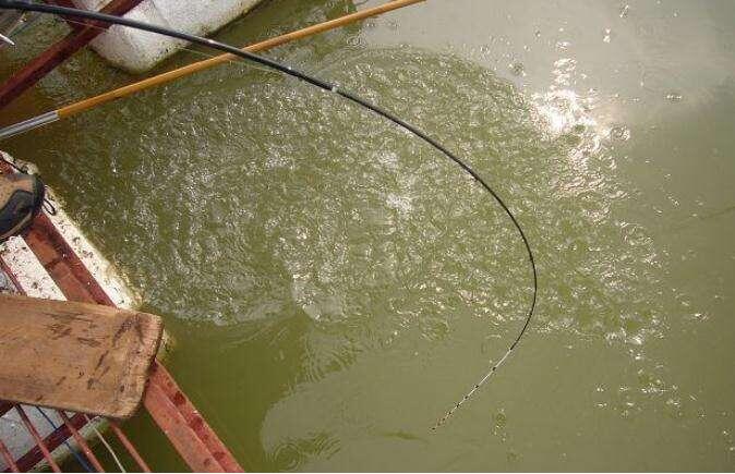 筏钓挂泥鳅钓翘嘴抓口技巧,筏钓翘嘴泥鳅打窝正确方法