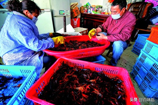 没有一只小龙虾能活过这个夏天,小龙虾为什么只有夏天有