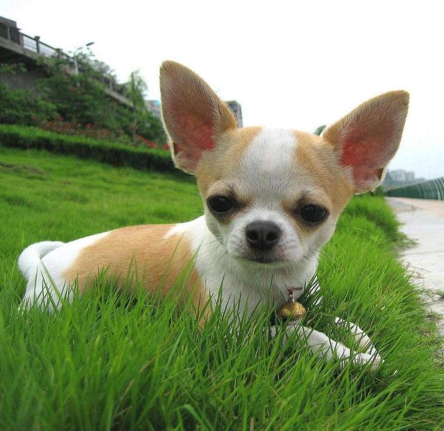 养吉娃娃的十大忌,吉娃娃的三大忌