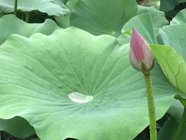 荷花池花期虽过但莲蓬正生,莲花池荷花几月份开花最好看