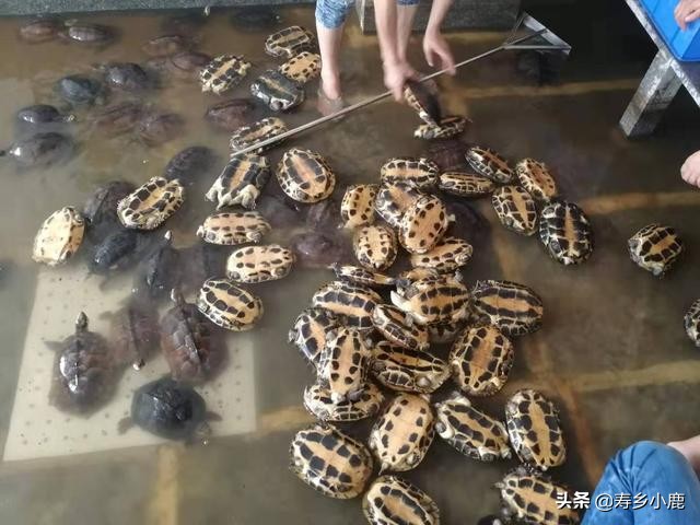 养龟最简单不费钱的方法,养龟需要具备什么样的条件