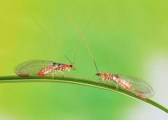 十种益虫防治方法,田间益虫是什么虫