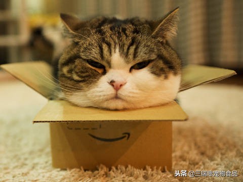 盘点那些萌猫,最萌猫十大排名