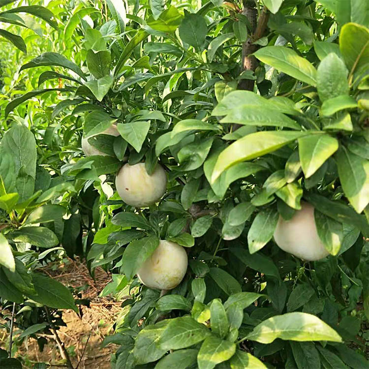 四川可以种恐龙蛋李子吗,恐龙蛋李子是哪个国家的