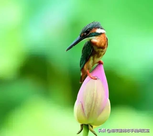 闽南方言俗语歇后语,歇后语中的歇后语