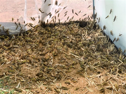 61儿童节在一起是最好的礼物？90后女大学生回乡养蚂蚱亩赚4万？