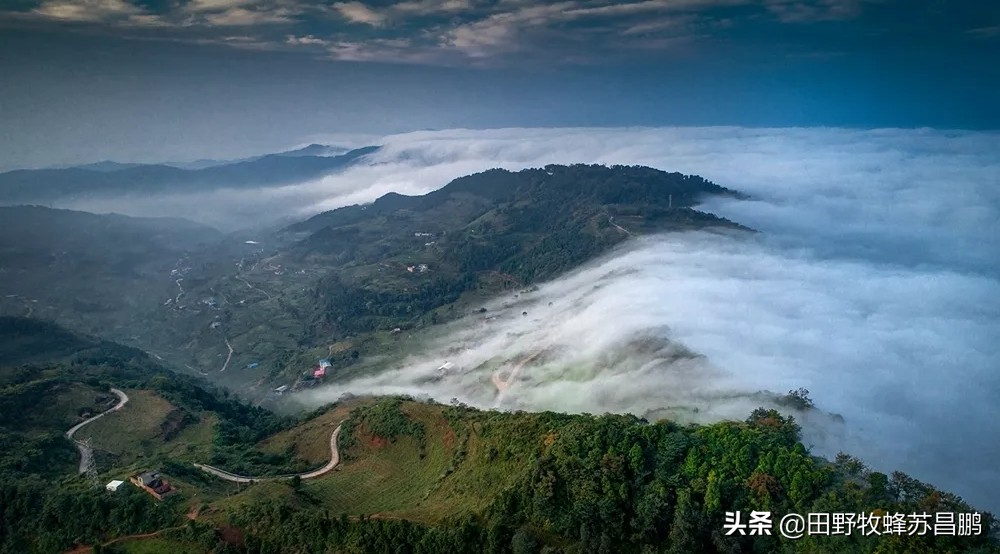 土蜂蜜枇杷蜜采集,枇杷蜜在几月采