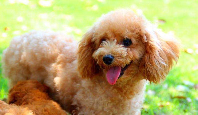 养泰迪的禁忌,泰迪不能吃哪些食物