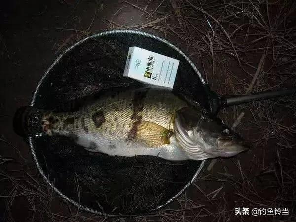 松花江鳜鱼生存环境,松花江的鳜鱼