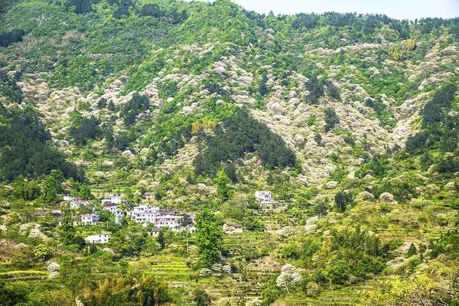 罗田县樱花美景,带你去看油桐花海