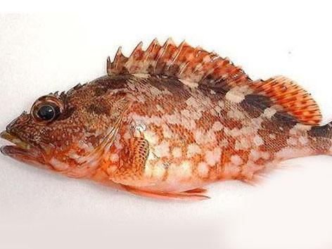 海鲜菜品图文,海鲜特点的菜品有哪些