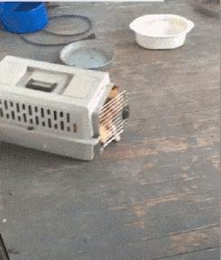 猫的前肢骨骼结构图,猫骨骼结构图及说明