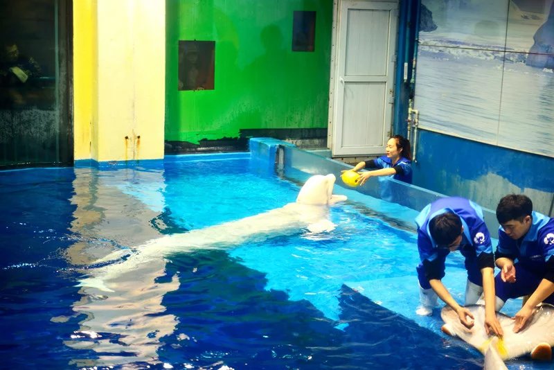 哈尔滨冰灯游玩攻略,哈尔滨冰灯梦幻之行