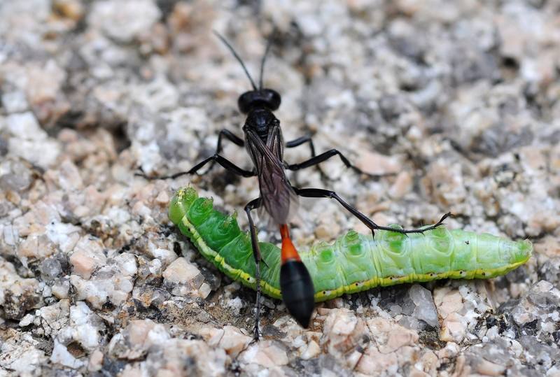 昆虫界只会在育儿期间能成为“捕猎高手”的一种神奇的蜂类