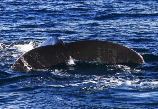 不会潜水去夏威夷玩什么,除了潜水还能去哪儿玩儿